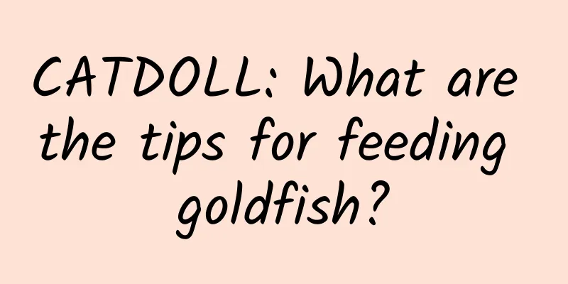 CATDOLL: What are the tips for feeding goldfish?