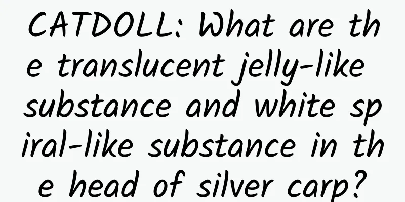 CATDOLL: What are the translucent jelly-like substance and white spiral-like substance in the head of silver carp?