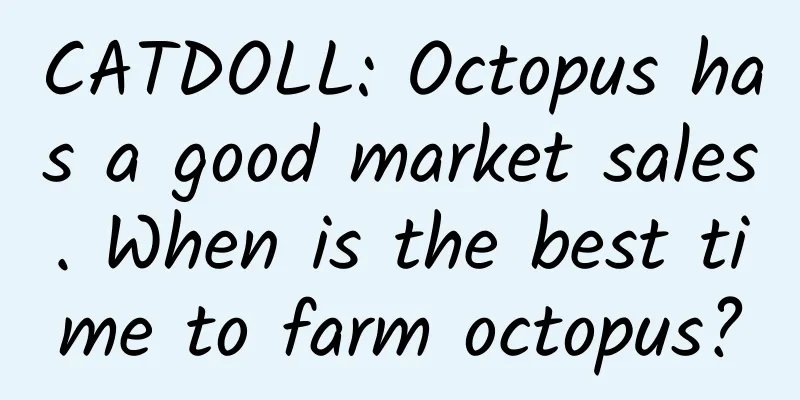 CATDOLL: Octopus has a good market sales. When is the best time to farm octopus?