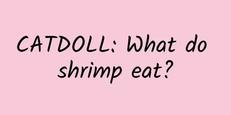 CATDOLL: What do shrimp eat?