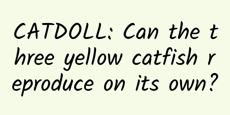 CATDOLL: Can the three yellow catfish reproduce on its own?