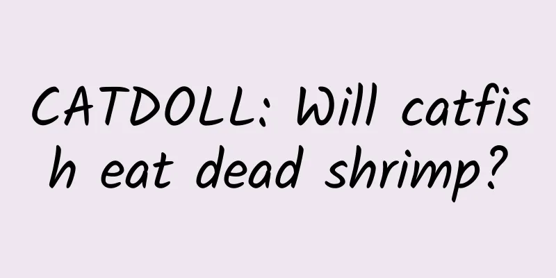 CATDOLL: Will catfish eat dead shrimp?