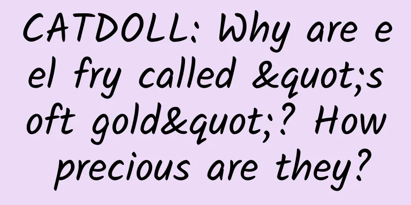 CATDOLL: Why are eel fry called "soft gold"? How precious are they?
