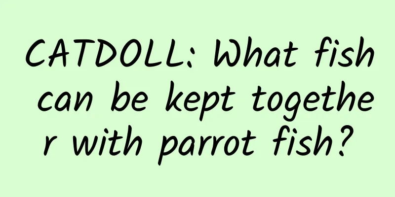 CATDOLL: What fish can be kept together with parrot fish?