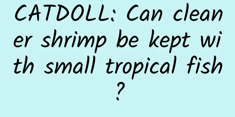 CATDOLL: Can cleaner shrimp be kept with small tropical fish?
