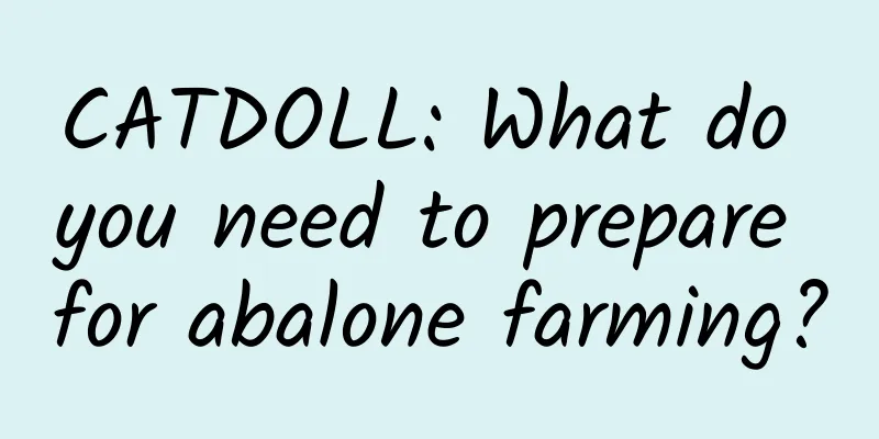 CATDOLL: What do you need to prepare for abalone farming?