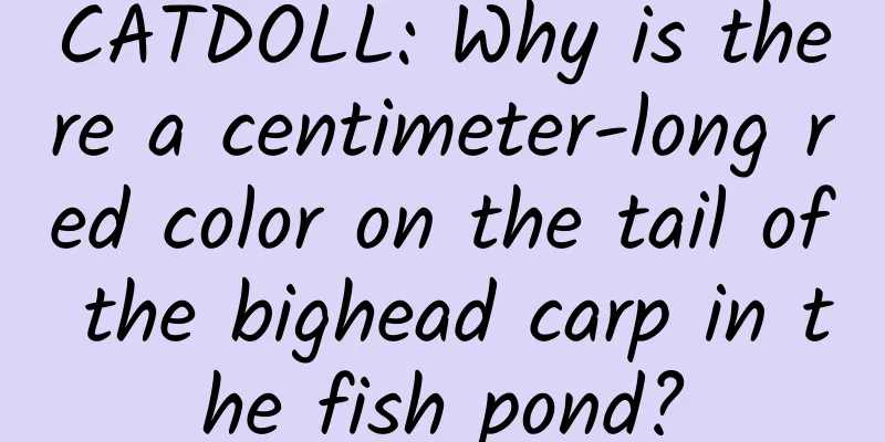CATDOLL: Why is there a centimeter-long red color on the tail of the bighead carp in the fish pond?