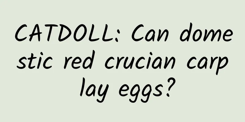 CATDOLL: Can domestic red crucian carp lay eggs?
