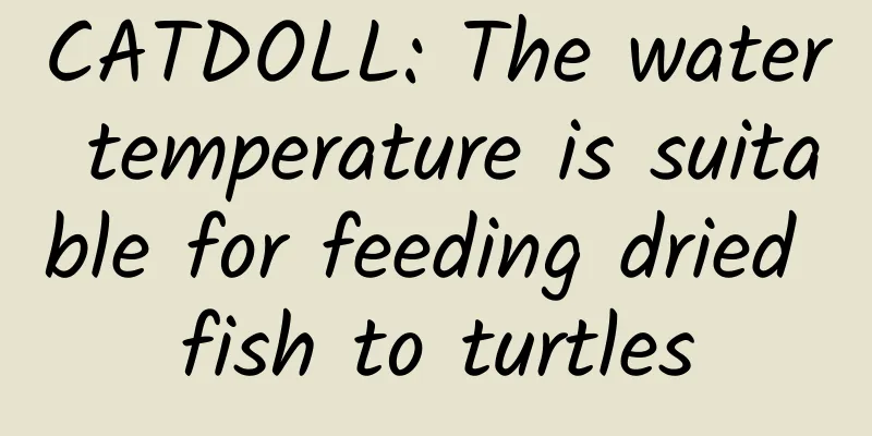 CATDOLL: The water temperature is suitable for feeding dried fish to turtles