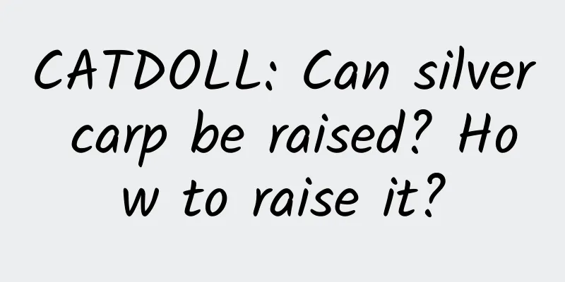 CATDOLL: Can silver carp be raised? How to raise it?