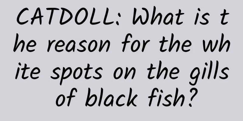 CATDOLL: What is the reason for the white spots on the gills of black fish?