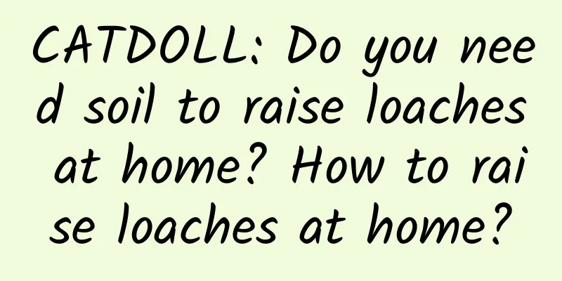 CATDOLL: Do you need soil to raise loaches at home? How to raise loaches at home?