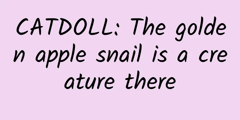CATDOLL: The golden apple snail is a creature there