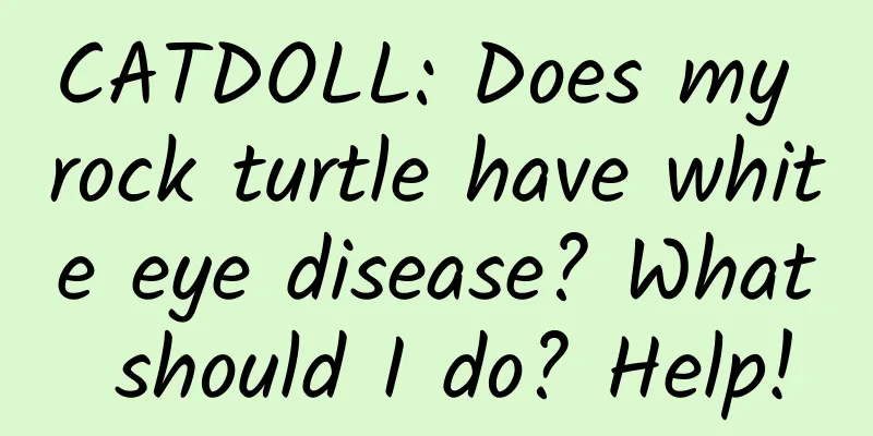 CATDOLL: Does my rock turtle have white eye disease? What should I do? Help!