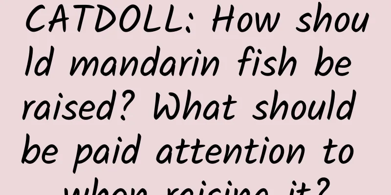 CATDOLL: How should mandarin fish be raised? What should be paid attention to when raising it?