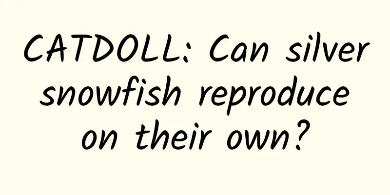 CATDOLL: Can silver snowfish reproduce on their own?