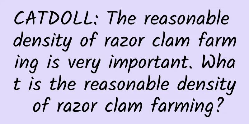 CATDOLL: The reasonable density of razor clam farming is very important. What is the reasonable density of razor clam farming?