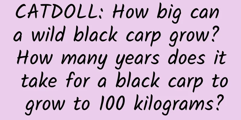 CATDOLL: How big can a wild black carp grow? How many years does it take for a black carp to grow to 100 kilograms?
