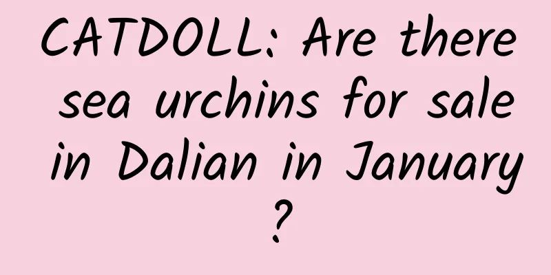 CATDOLL: Are there sea urchins for sale in Dalian in January?