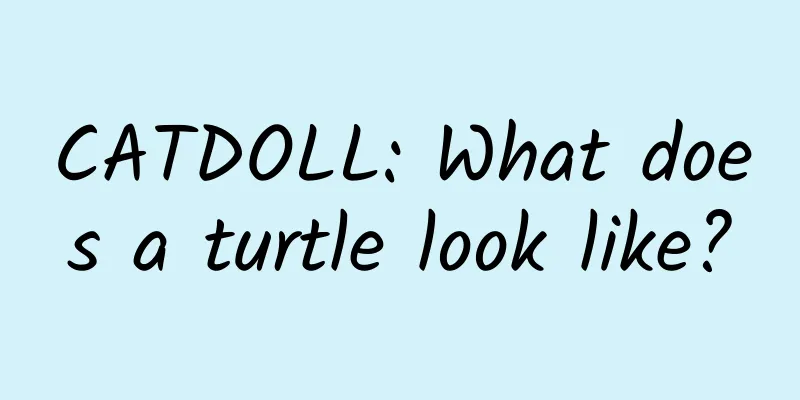 CATDOLL: What does a turtle look like?