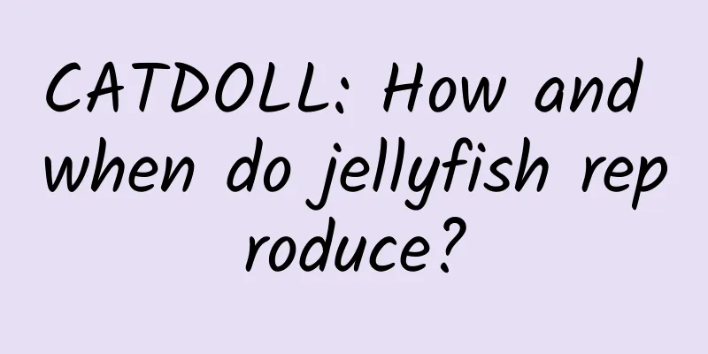 CATDOLL: How and when do jellyfish reproduce?