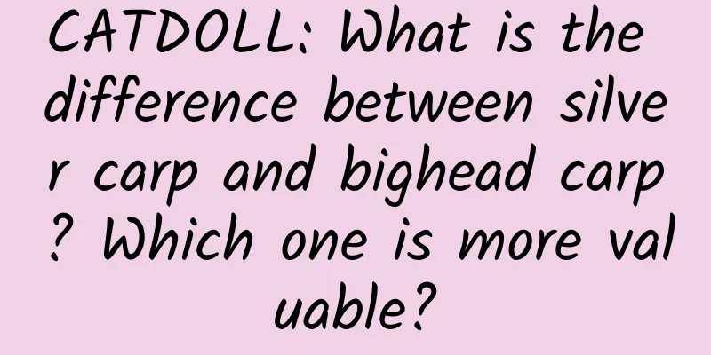 CATDOLL: What is the difference between silver carp and bighead carp? Which one is more valuable?