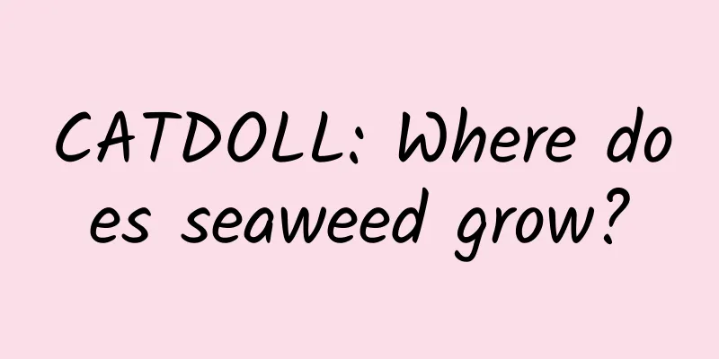 CATDOLL: Where does seaweed grow?