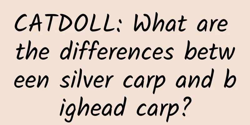CATDOLL: What are the differences between silver carp and bighead carp?