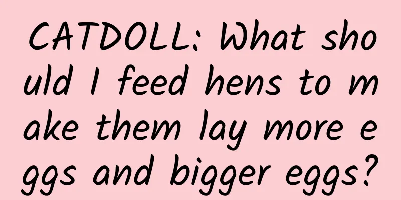 CATDOLL: What should I feed hens to make them lay more eggs and bigger eggs?