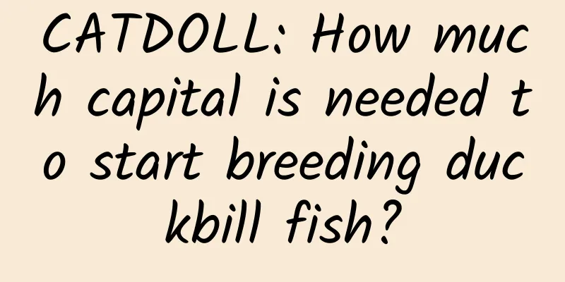 CATDOLL: How much capital is needed to start breeding duckbill fish?