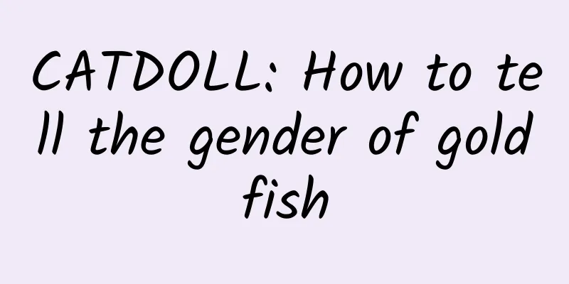 CATDOLL: How to tell the gender of goldfish
