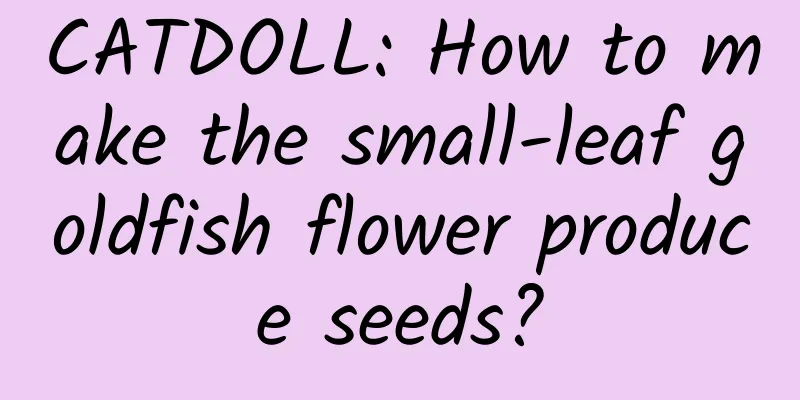 CATDOLL: How to make the small-leaf goldfish flower produce seeds?