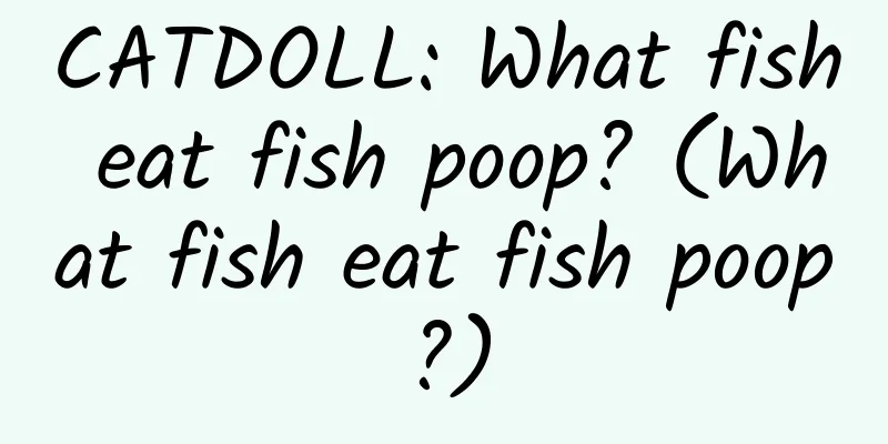 CATDOLL: What fish eat fish poop? (What fish eat fish poop?)