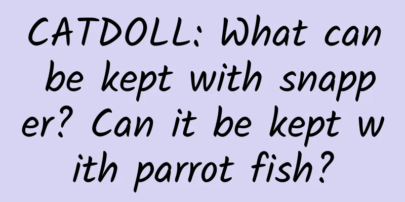 CATDOLL: What can be kept with snapper? Can it be kept with parrot fish?
