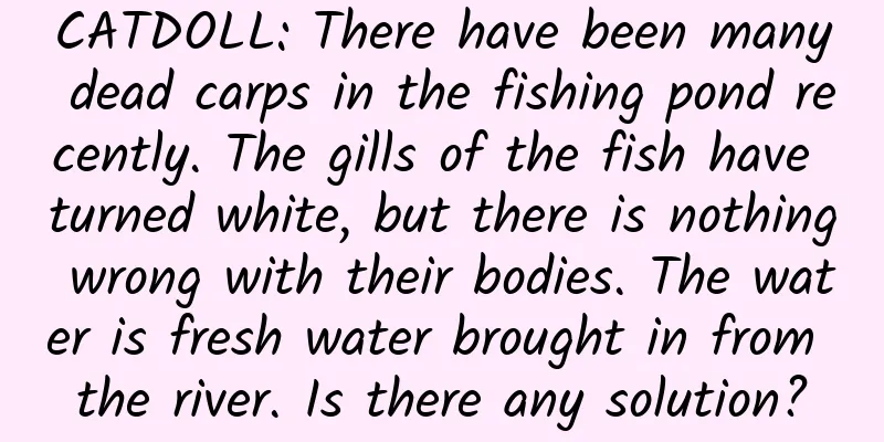 CATDOLL: There have been many dead carps in the fishing pond recently. The gills of the fish have turned white, but there is nothing wrong with their bodies. The water is fresh water brought in from the river. Is there any solution?