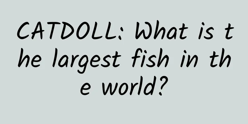 CATDOLL: What is the largest fish in the world?