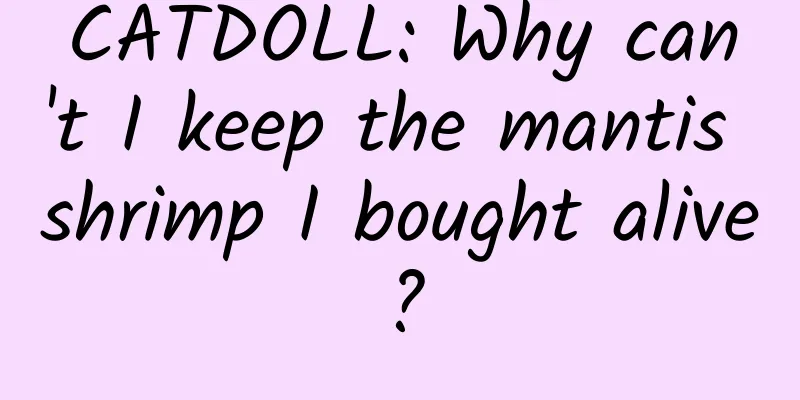 CATDOLL: Why can't I keep the mantis shrimp I bought alive?