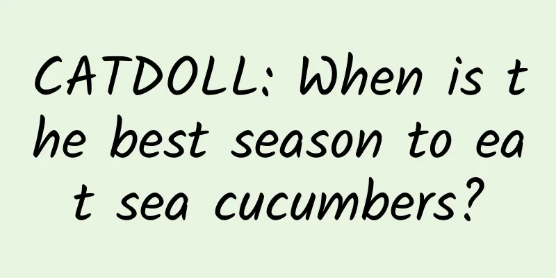 CATDOLL: When is the best season to eat sea cucumbers?
