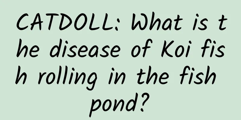 CATDOLL: What is the disease of Koi fish rolling in the fish pond?