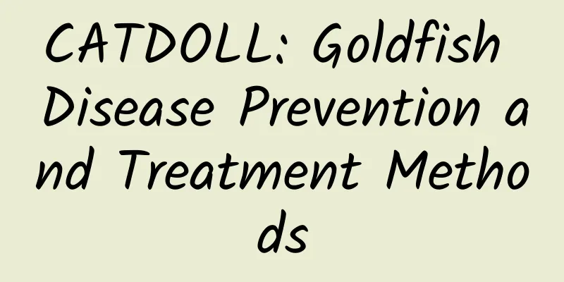 CATDOLL: Goldfish Disease Prevention and Treatment Methods