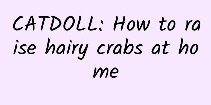 CATDOLL: How to raise hairy crabs at home