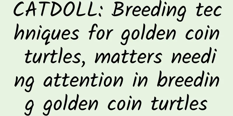 CATDOLL: Breeding techniques for golden coin turtles, matters needing attention in breeding golden coin turtles