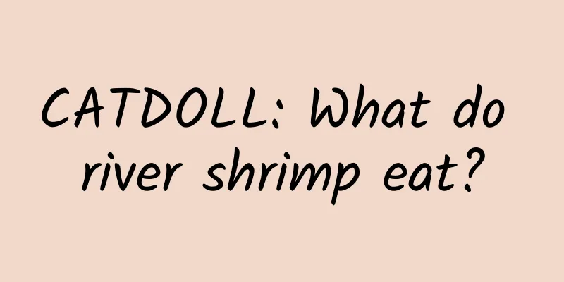 CATDOLL: What do river shrimp eat?