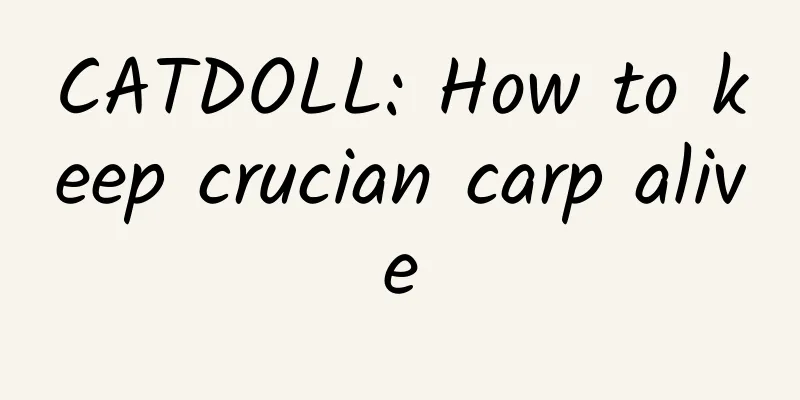 CATDOLL: How to keep crucian carp alive