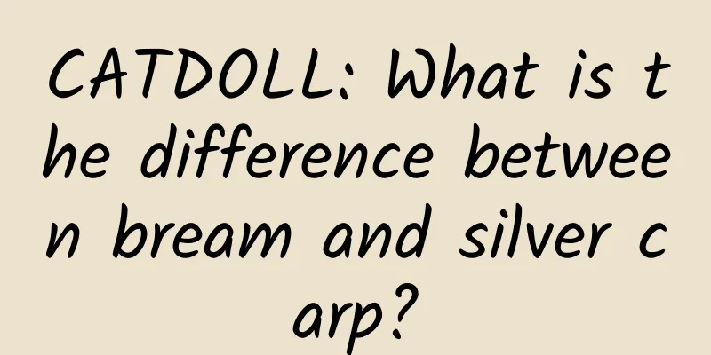 CATDOLL: What is the difference between bream and silver carp?