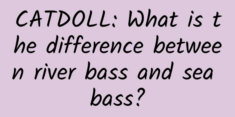 CATDOLL: What is the difference between river bass and sea bass?