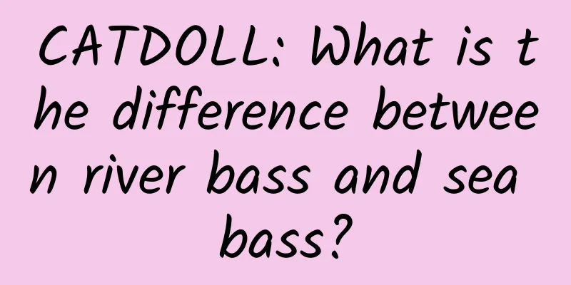CATDOLL: What is the difference between river bass and sea bass?