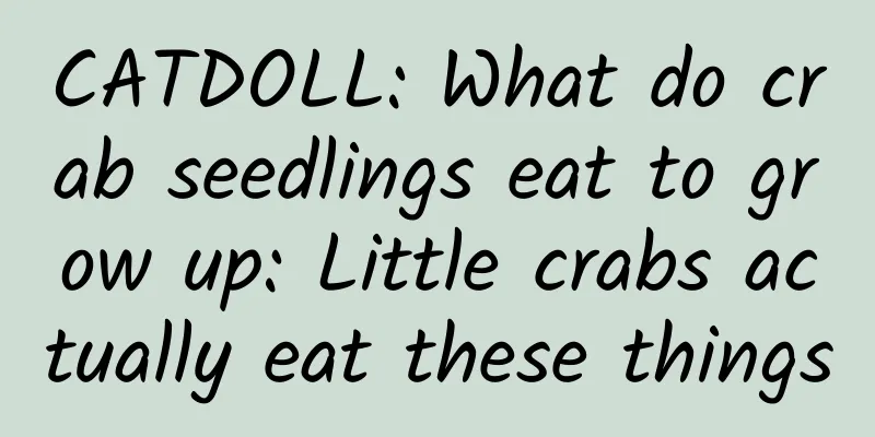 CATDOLL: What do crab seedlings eat to grow up: Little crabs actually eat these things
