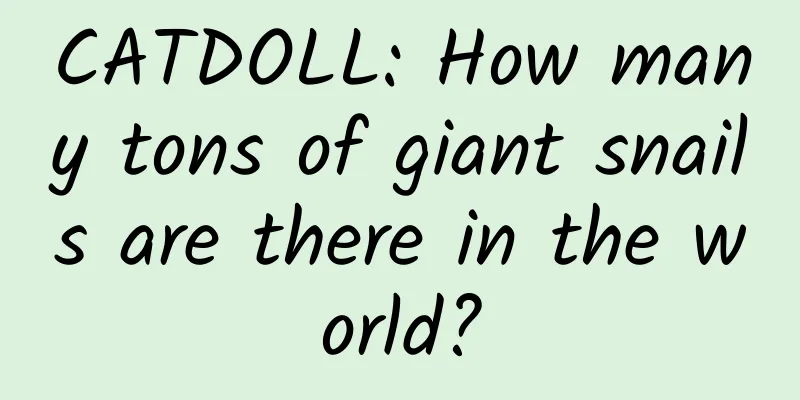 CATDOLL: How many tons of giant snails are there in the world?