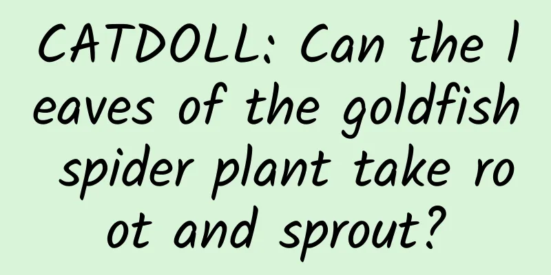 CATDOLL: Can the leaves of the goldfish spider plant take root and sprout?